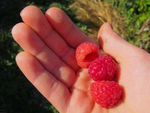 Raspberry collecting hand