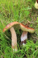 белые грибы