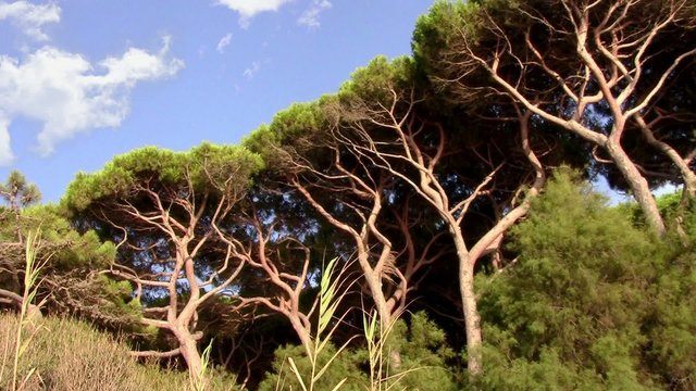toscana, pini marittimi