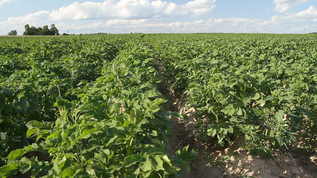 potato field