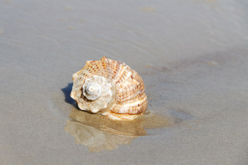 Sea snail.