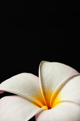 White plumeria on black background
