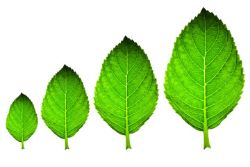 Green leaf with different size