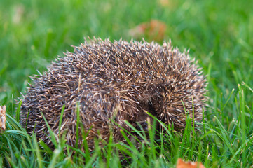 little hedgehog in the grass