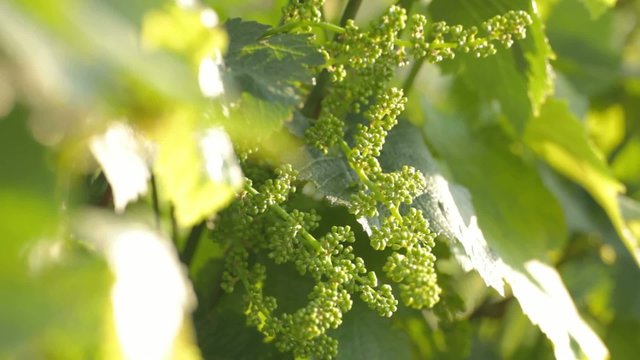 Young grape peduncle growing on plant among leaves on wind