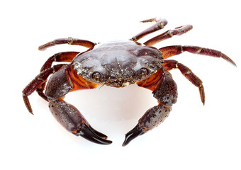 Crab isolated on white
