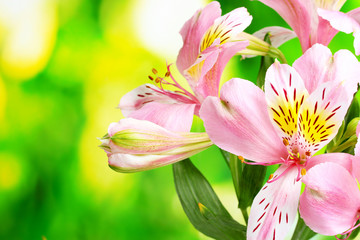 Fototapeta premium pink flowers on green background