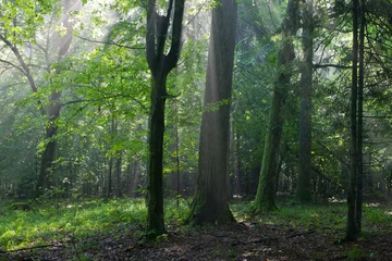  Misty deciduous stand in morning © Aleksander Bolbot