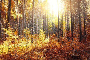 Autumn forest and sunlight
