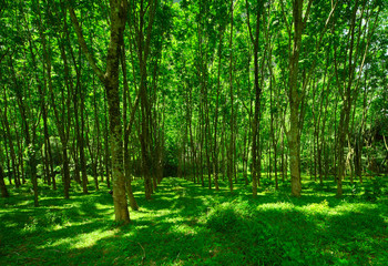 Trees with green leaves and green grass on land