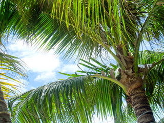 coconut tree