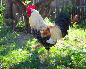 Cock walking on green meadow