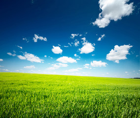 Meadow with green grass and blue sky with clouds