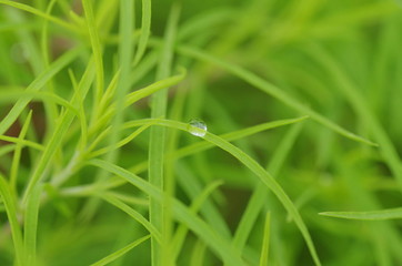 コキアの上の水滴