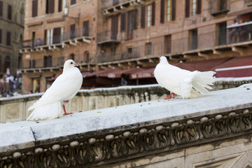 Coppia di colombi bianchi a piazza del campo - Siena