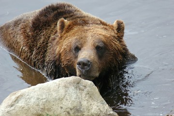 Ours brun, grizzly