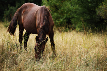 horse is grazed on a meadow against green trees