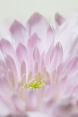 flower[chrysanthemum]_04