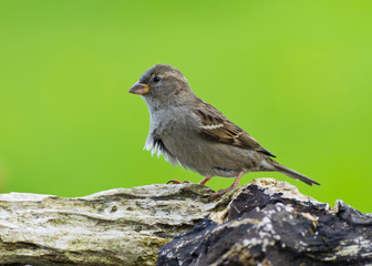 Female House Sparrow