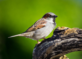 Fototapeta premium House Sparrow