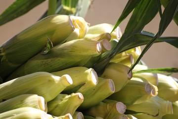 Obraz premium Maiskolben zum Verkauf am Marktstand