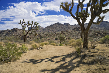 Joshua Tree Shadow
