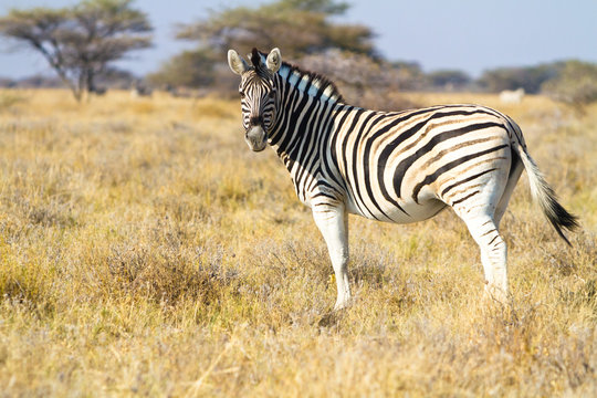 Steppenzebra, Equus Quagga