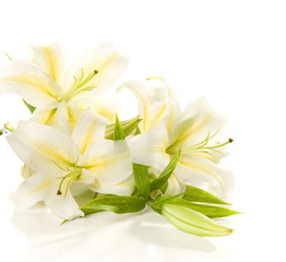 white lilies  bunch lying on a white background.