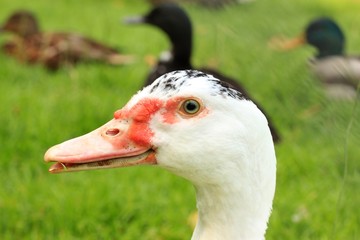 gans I