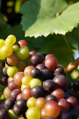 Weintrauben im Reifeprozess