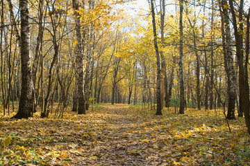 Autumn park