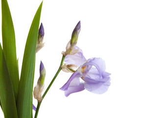 spring pastel Iris isolated on a white background.