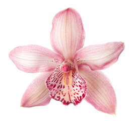 Fototapeta na wymiar Zamknij się piękny różowy kwiat orchid na białym tle.