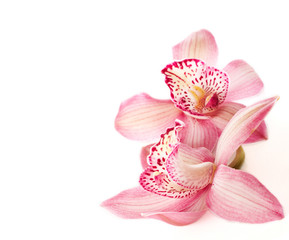 two pink orchids on white