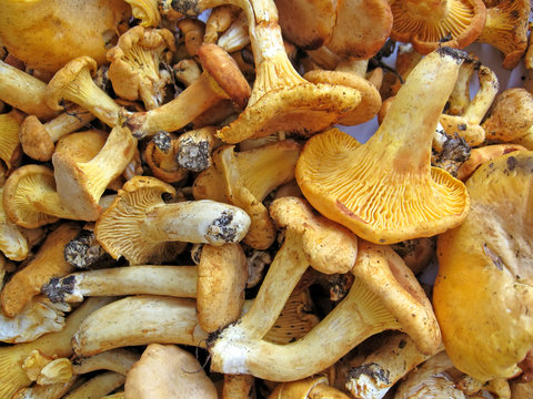 chanterelle, forest fungus closeup, edible mushroom heap, travel diversity