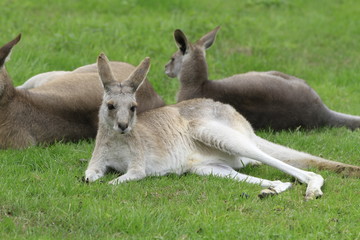 Känguru in Nahaufnahme