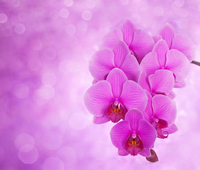 Fototapeta na wymiar pink orchid on defocused background