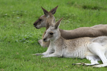 Känguru in Nahaufnahme