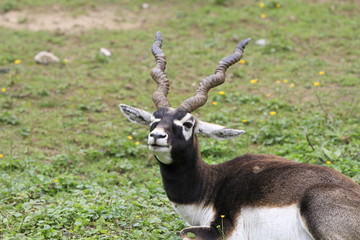 Hirschziegenantilope in Nahaufnahme