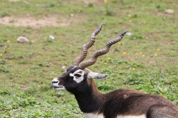 Hirschziegenantilope in Nahaufnahme