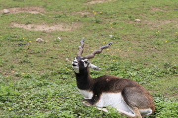 Hirschziegenantilope in Nahaufnahme