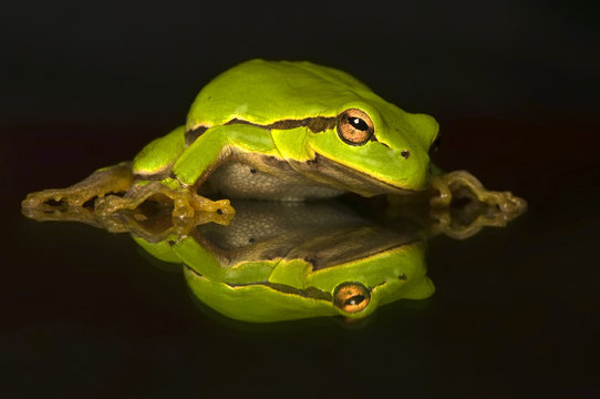 Hyla Cinerea