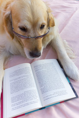 Perro con un libro