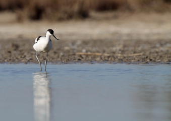 avoceta común con reflejo en la charca