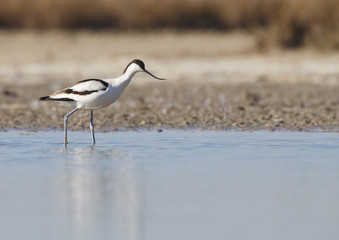 avoceta común con reflejo