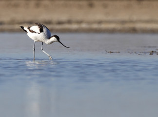avoceta común comiendo