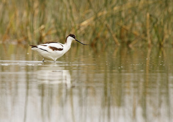 avoceta común con reflejo