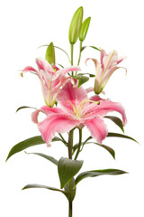 pink lilies ' bunch isolated on a white background