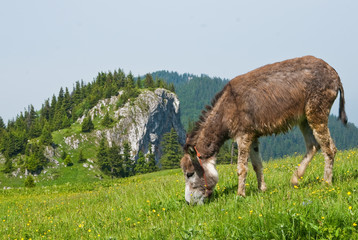 Donkey