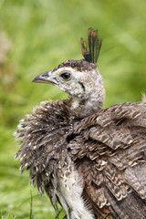 Blauer Pfau (Küken)